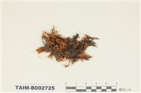 藏品(曲尾苔科)的圖片